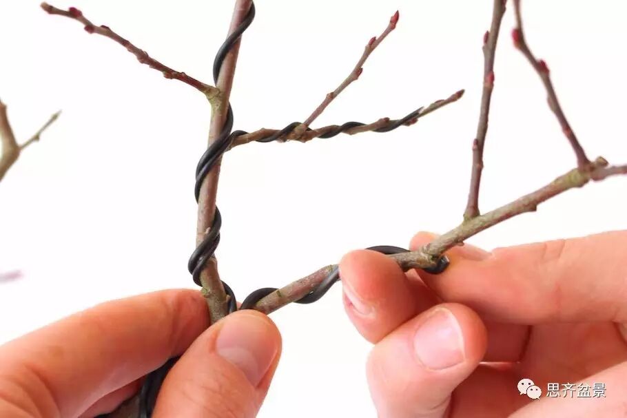 盆景怎么蟠扎造型的教程