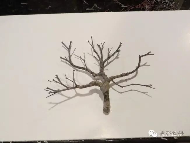 图解 手把手教你如何修剪盆景