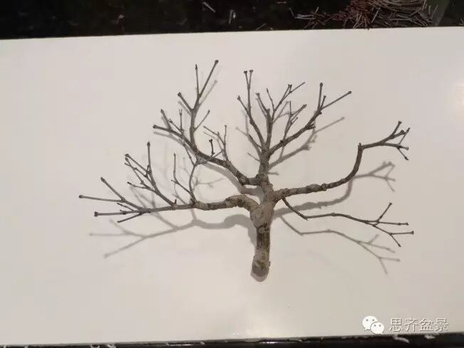 图解 手把手教你如何修剪盆景