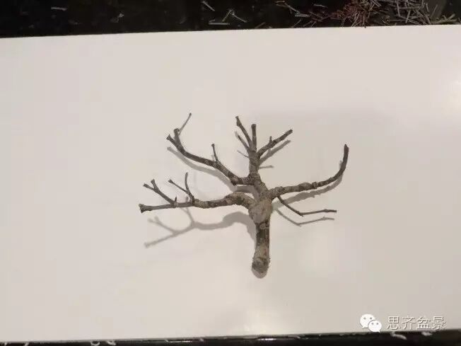 图解 手把手教你如何修剪盆景