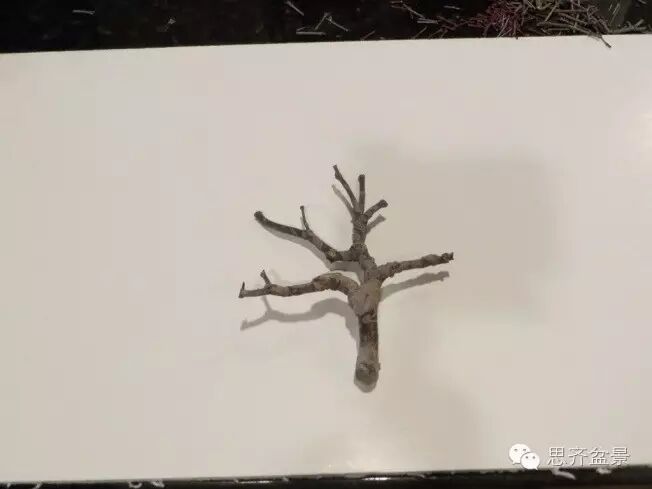 图解 手把手教你如何修剪盆景