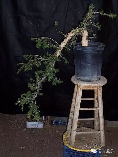 图解 盆景大枝怎么拿弯的方法