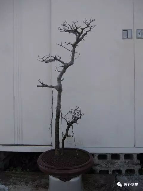 图解 盆景怎么环切分株的方法