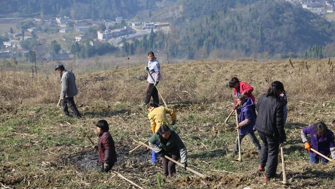 产业拉动乡村兴 共享发展齐致富 ——息烽县养龙司镇聚焦产业结构调整促发展