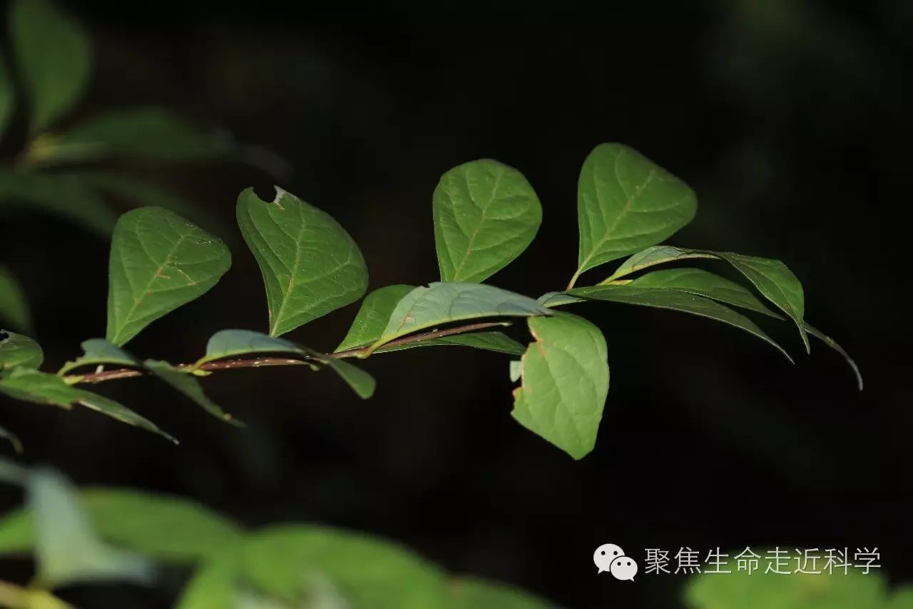 樟科山胡椒属