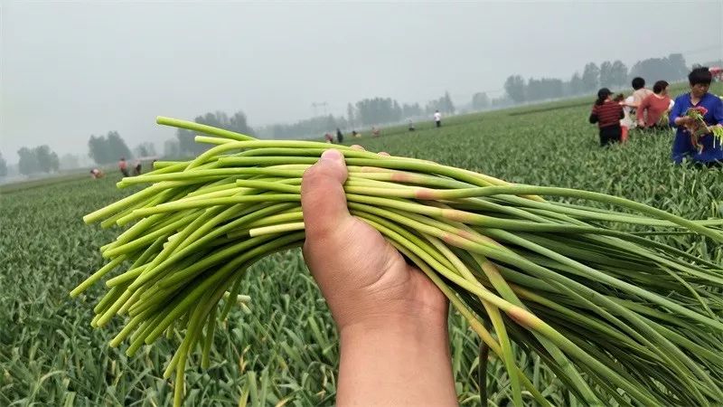 邀请大家免费抽△免费薅蒜苔 热情的大娘欢迎大家免费抽蒜苔