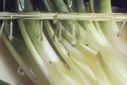 世间各种生物_世间生物都是怎么形成的_世间生物皆有灵性
