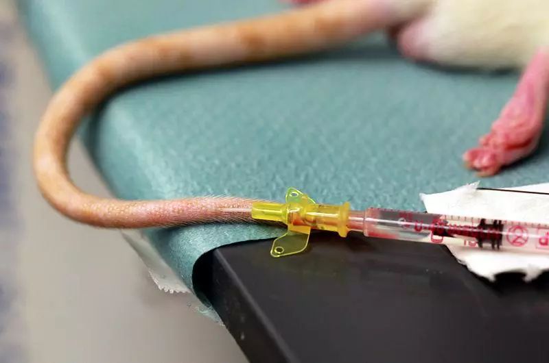 尾静脉注射是最常用的小鼠静脉注射方式之一