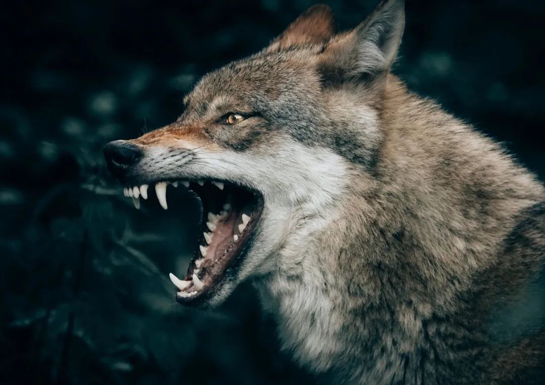 wolf with open mouth