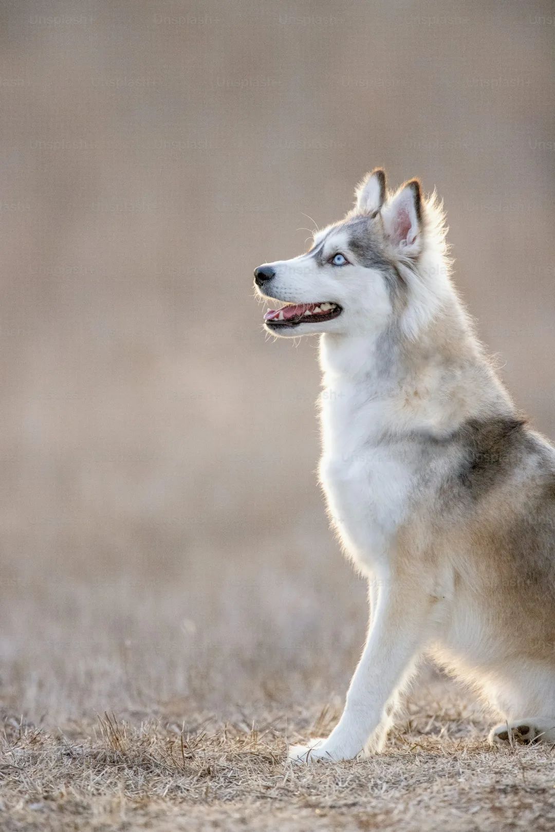 a dog sitting on the ground with its mouth open