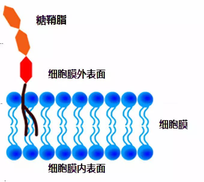 糖鞘脂通常是鞘脂和葡萄糖等单糖分子经过一系列生化反应合成的.