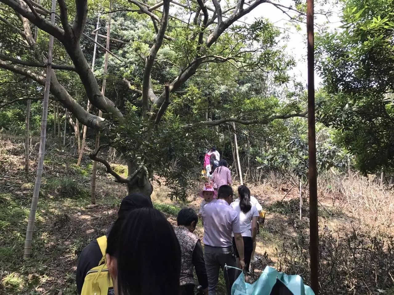 【中迪·回顾】5月21日东山采枇杷 农家乐活动回顾,您