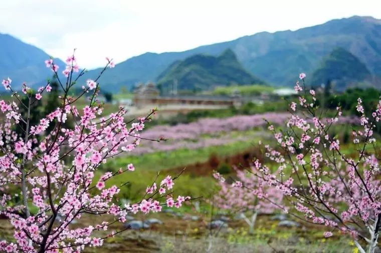 【3.8节钜献三生三世十里桃花】￥388赏万亩桃花林,豪叹五星喜来登!