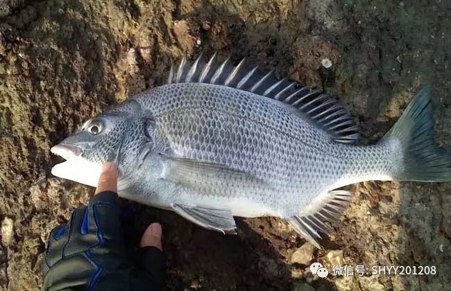 【深海游弋】可食用的海鱼