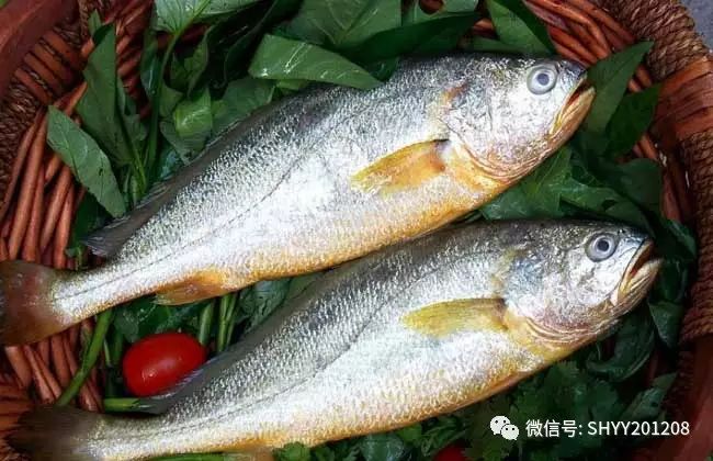 【深海游弋】可食用的海鱼