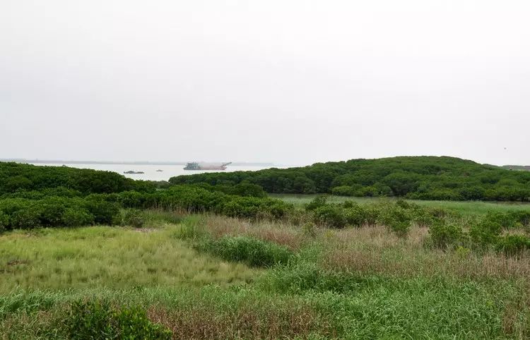 海门岛红树林