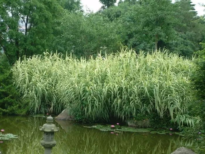 庭院植物观赏草品种及设计搭配