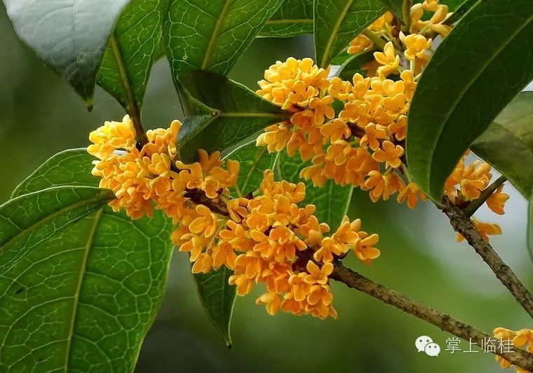 河南糕点美食交流组,终于开啦!桂林下周迎来桂花盛放,满城飘香!