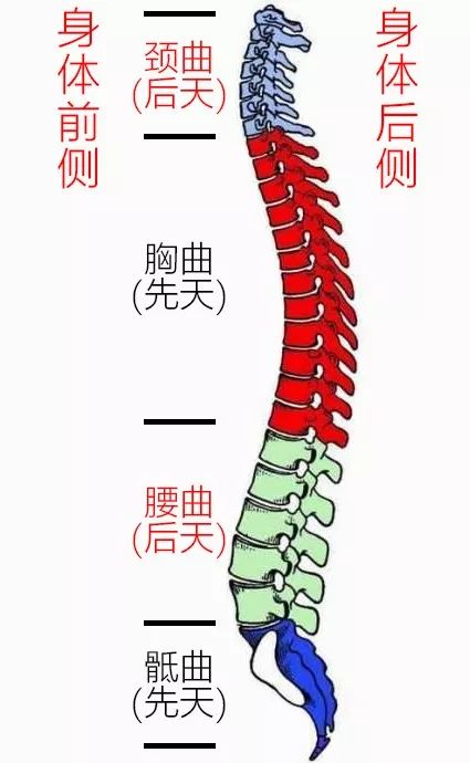 就像上面我们说过的,颈曲和腰曲是后天形成的,而每个人在婴儿时期的