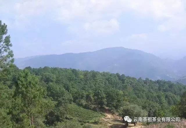 (龙坝古茶山) 须立贡茶古茶山,龙坝古茶山,通关古茶山,坝溜古茶山,迷