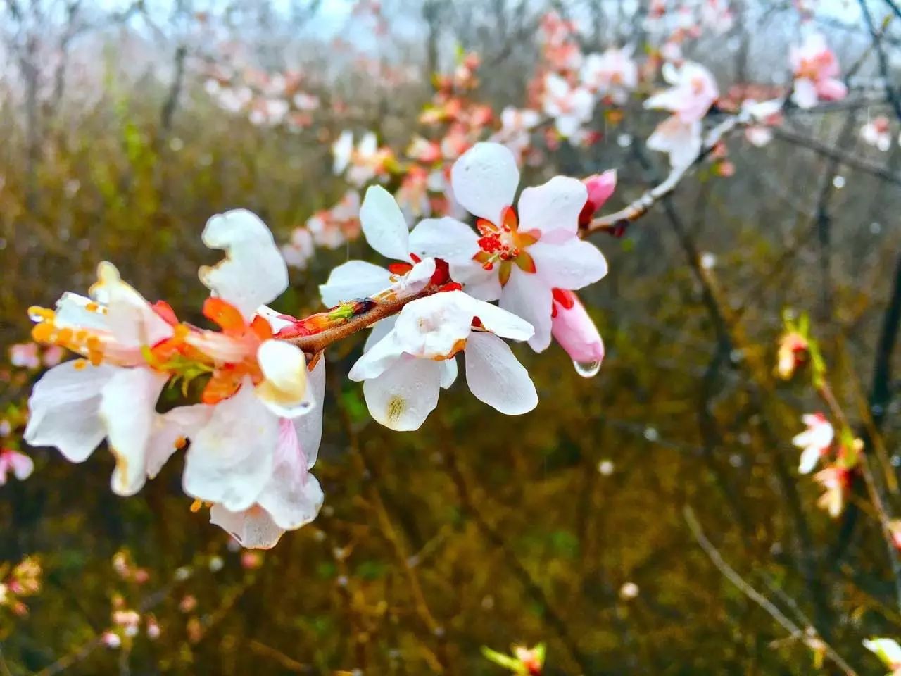 心河诗词丨一帘春雨杏花红 (沁水杏花节专题)