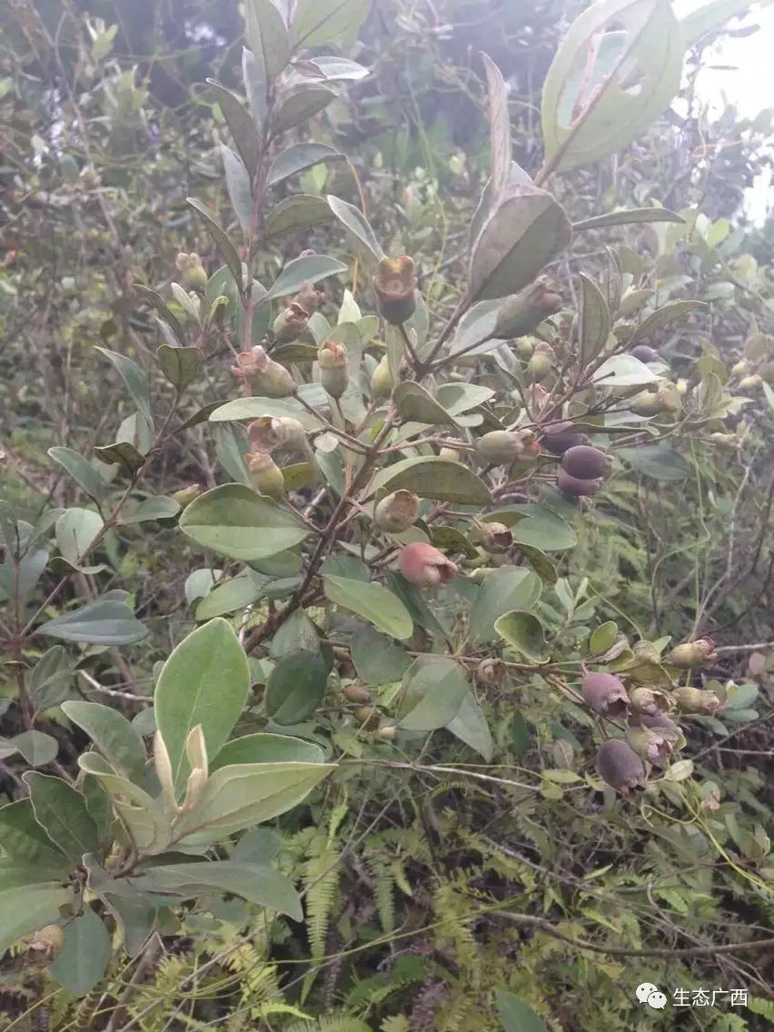 野生的豆稔果(捻果)
