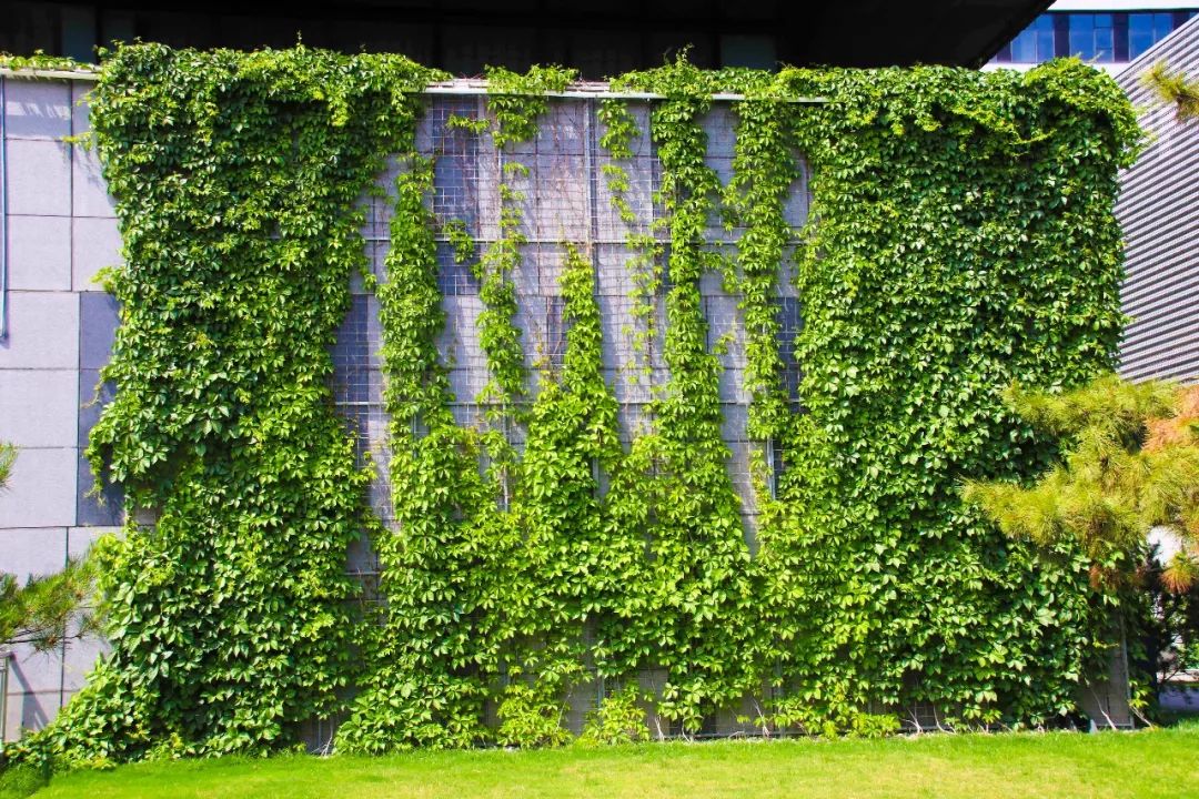 峨眉山植物介绍_植物介绍_植物大战僵尸2五阶植物图鉴介绍