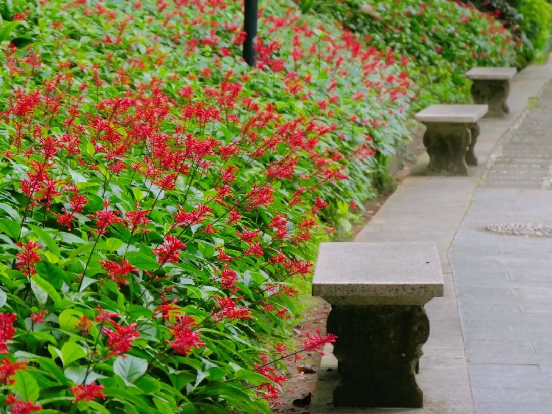 新葡京博彩官网公园红楼花