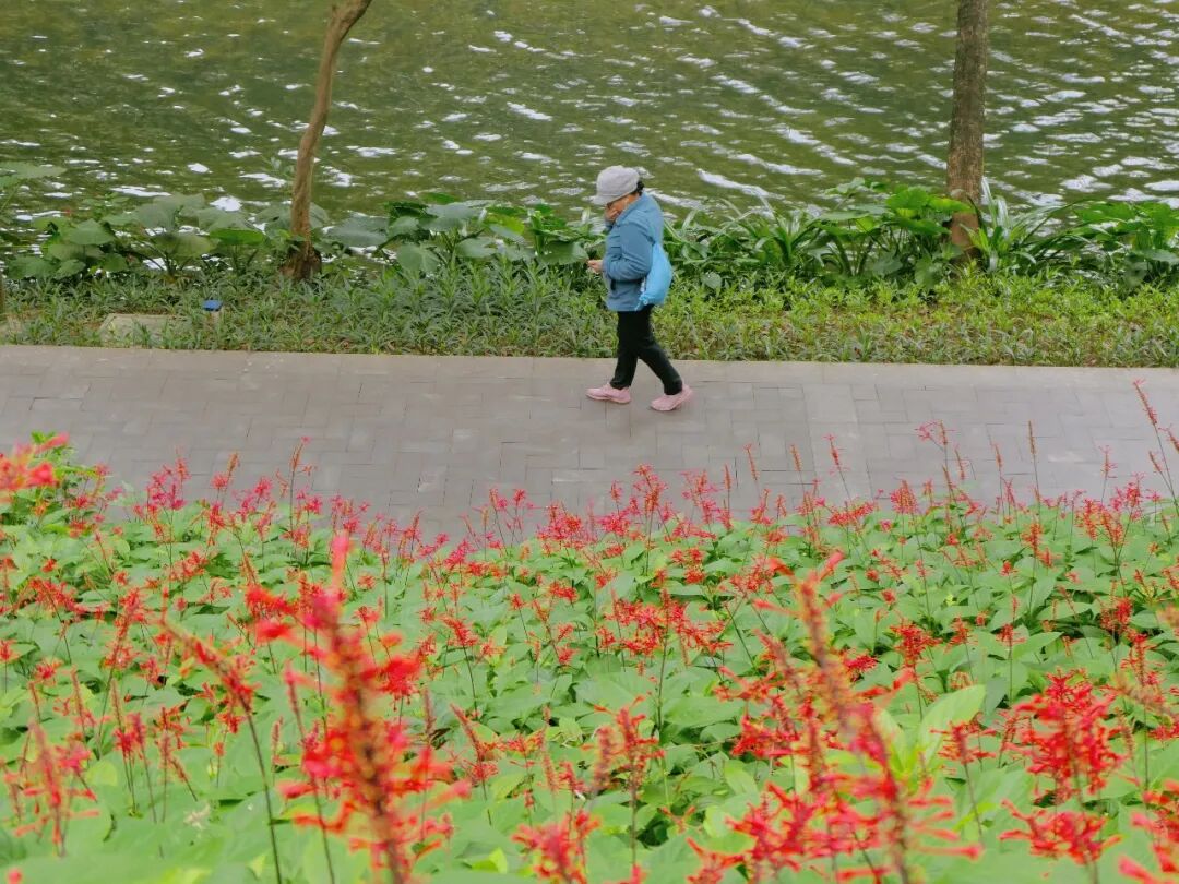新葡京博彩官网公园红楼花