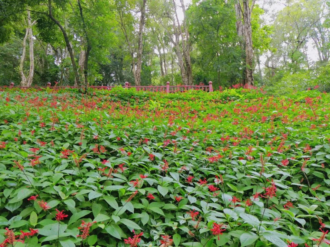 新葡京博彩官网公园红楼花