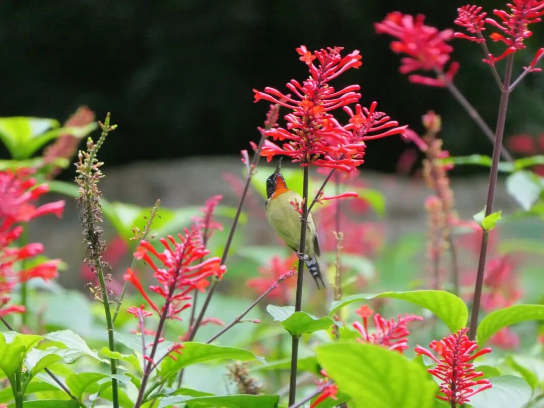 新葡京博彩官网公园红楼花
