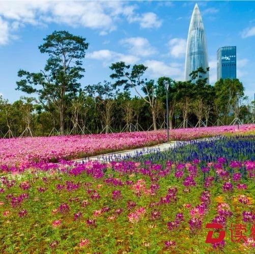 面朝大海,春暖花开!海子向往已久的美景竟藏在深圳湾流花山