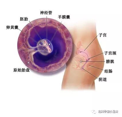 妈妈帮育儿日历 – 怀孕2个月-怀孕期