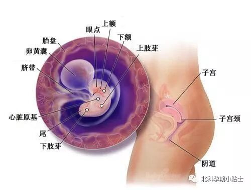 妈妈帮育儿日历 – 怀孕2个月-怀孕期