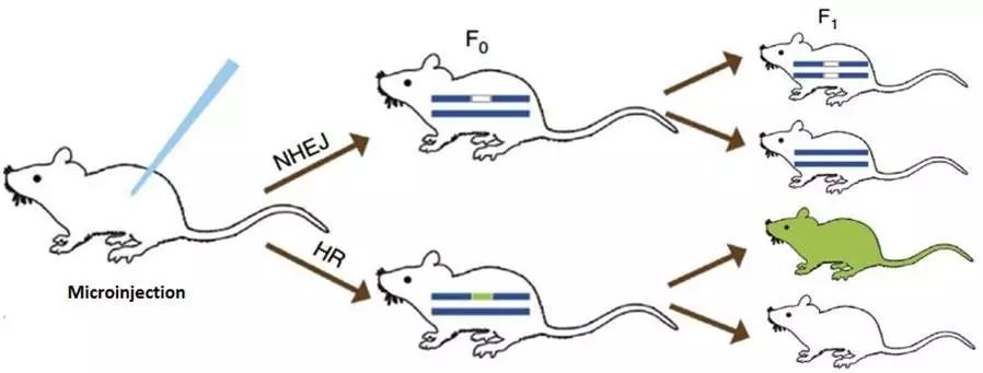 基因编辑小鼠繁殖示意图