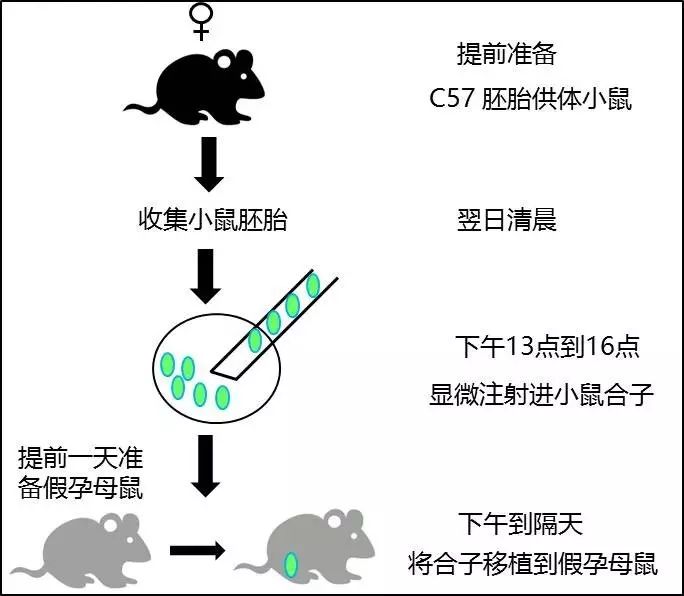 如下图 一,小鼠准备 1 胚胎供体小鼠的准备 由于c57bl/6具有很好的