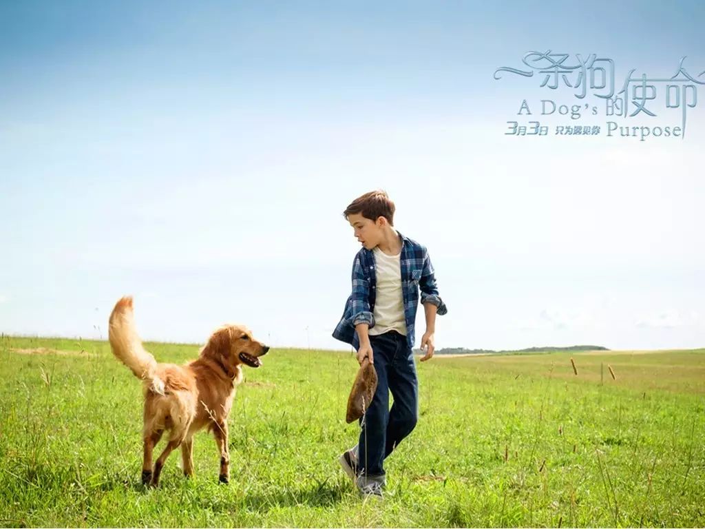 《一条狗的使命2》被赞今夏“最强催泪弹”_china.org.cn