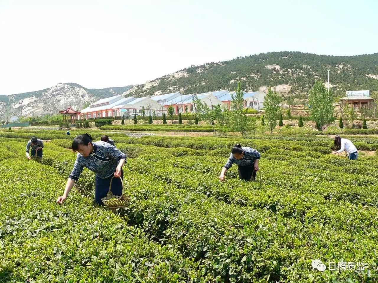 地理标志助推"日照绿茶"品牌价值超49亿