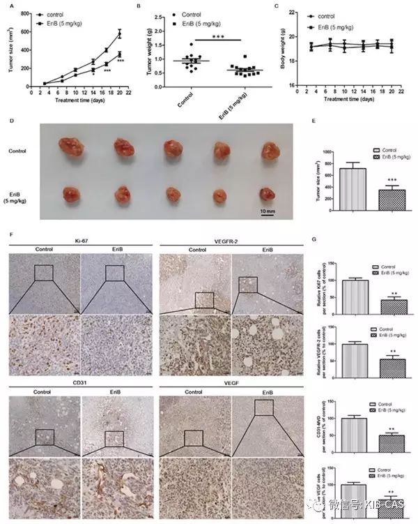 图-5erib抑制新生血管生成和小鼠4t1乳腺癌细胞生长