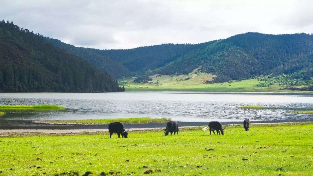 云南 云南香格里拉 香格里拉普达措国家公园 湖水 蓝天 白云 山水风景