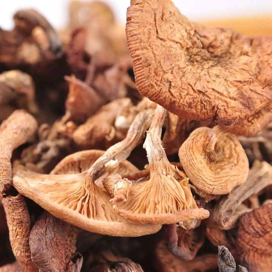 秋之味:森林里的蘑菇