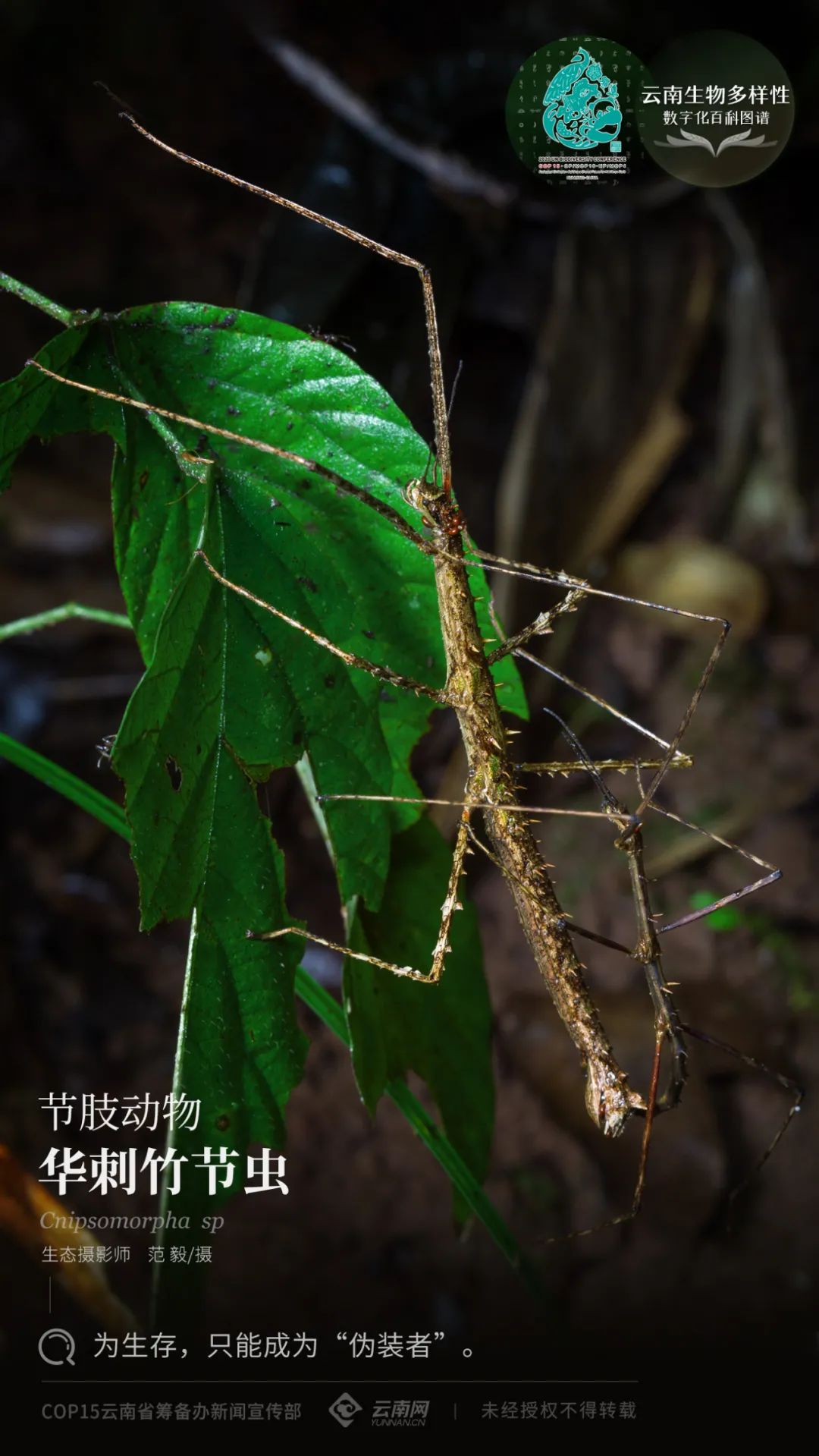 云南生物多样性数字化百科图谱节肢动物华刺竹节虫为生存只能成为伪装