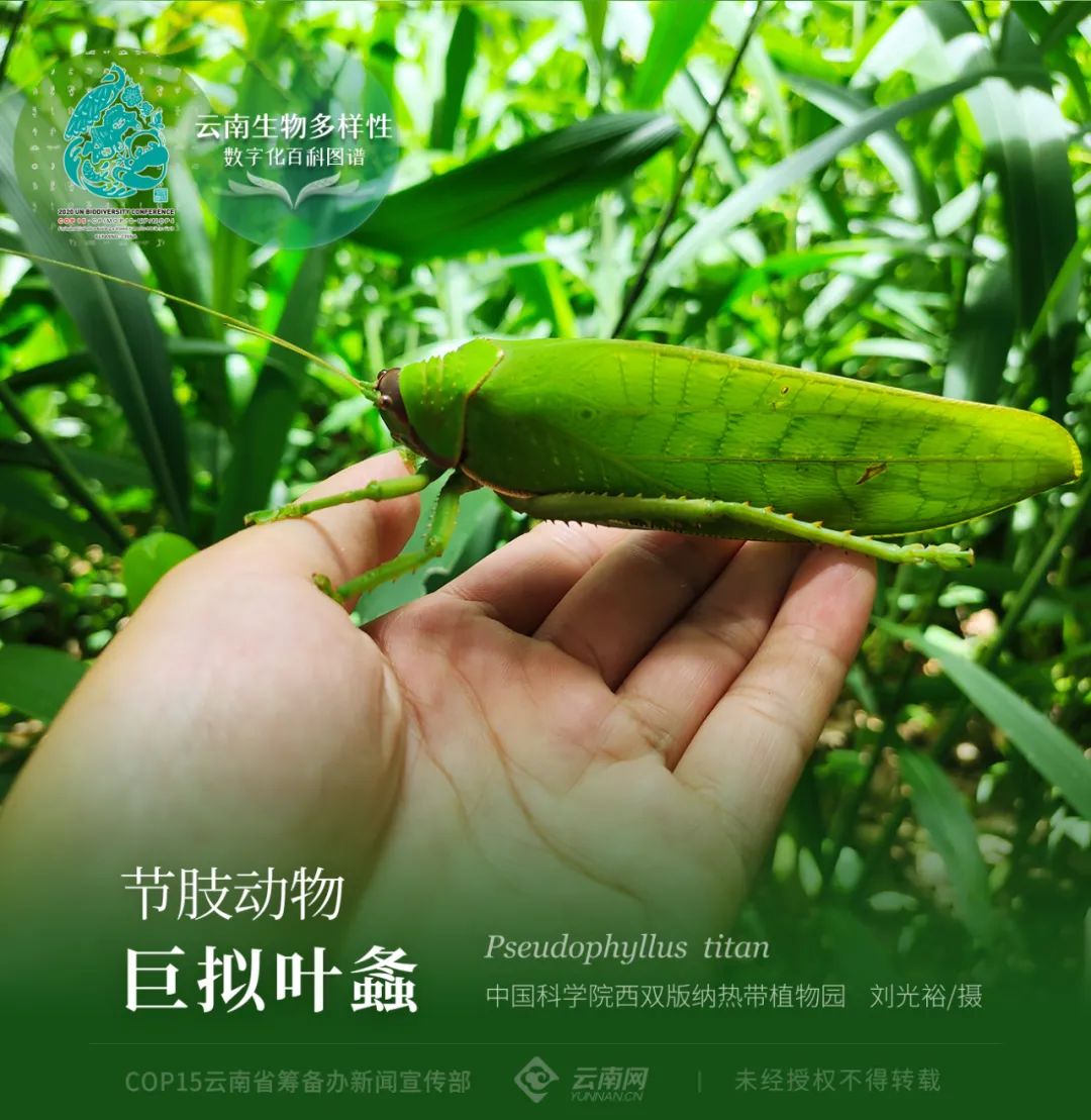 云南生物多样性数字化百科图谱节肢动物巨拟叶螽世界上最大的螽斯长