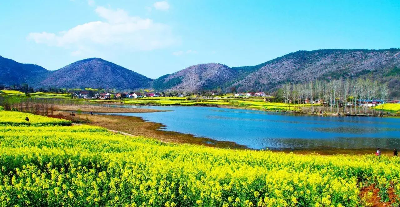 油菜花b线|骆家坝古镇茶园,陈村水库油菜花海两日猎艳