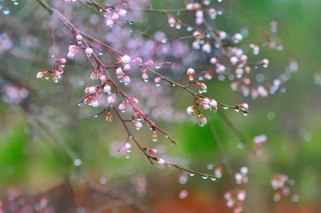 清明|梨花落,雨纷纷,遥见远山思故人