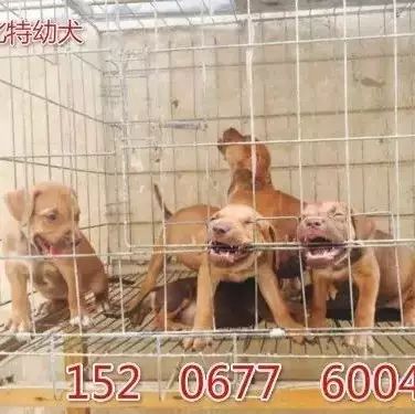 哪里有卖比特犬的