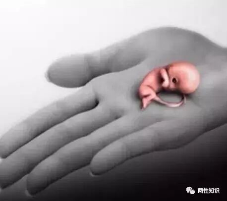 造人前不能做的事情(两性知识)-怀孕期