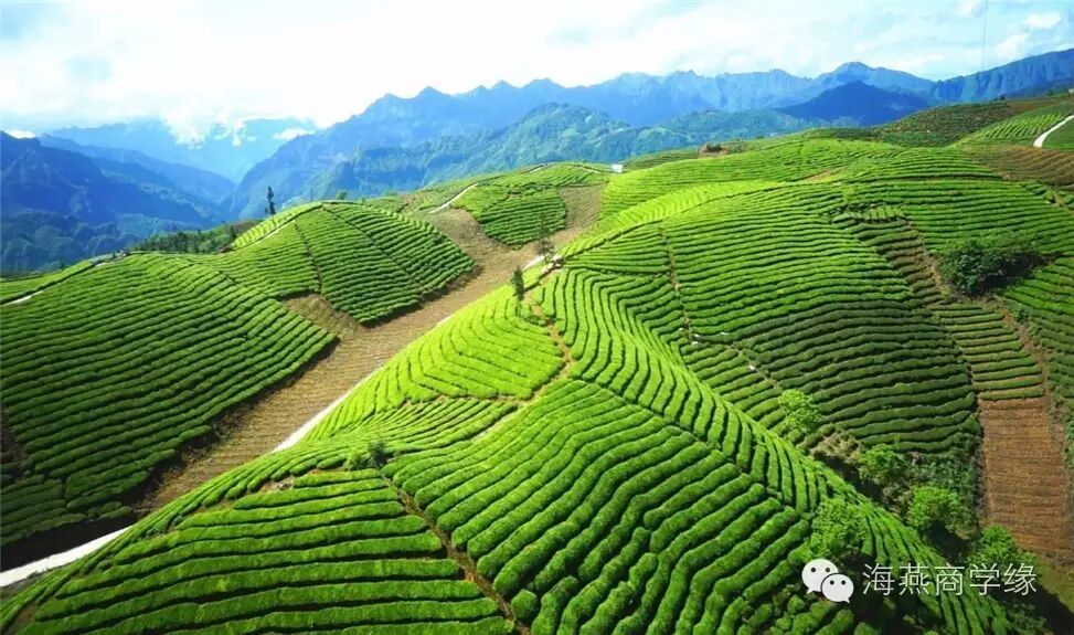 新疆电视台为“华莱健“安化黑茶做专题报道