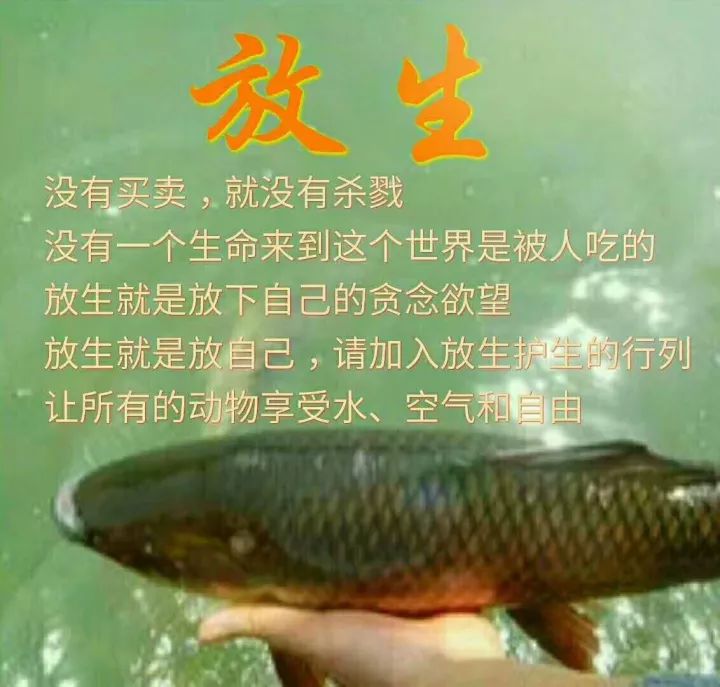 视频父母为女儿办了一场素食婚宴不杀生是最好的祝福