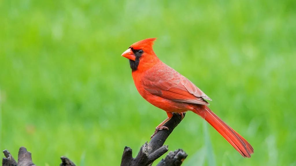 结果发现对于一些鸟(如旅鸫,主红雀,红冠戴菊)而言,穿不穿马甲的平均